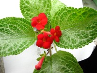Episcia 'Faded Jade' Episcia 'Faded Jade'